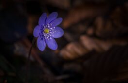 hepatica-flower-in-the-spring-forest-2025-10-13-14-49-15-utc